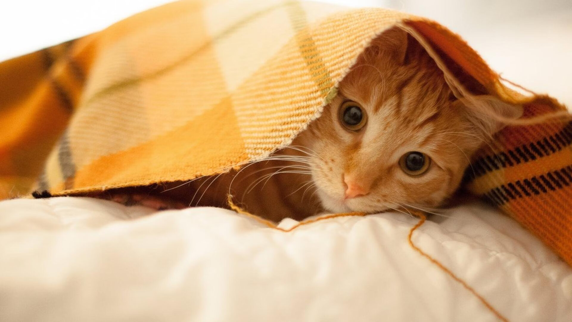 金玟哉爆发难挽狂澜,伊朗决胜局点杀尼日利亚上演生死逆转