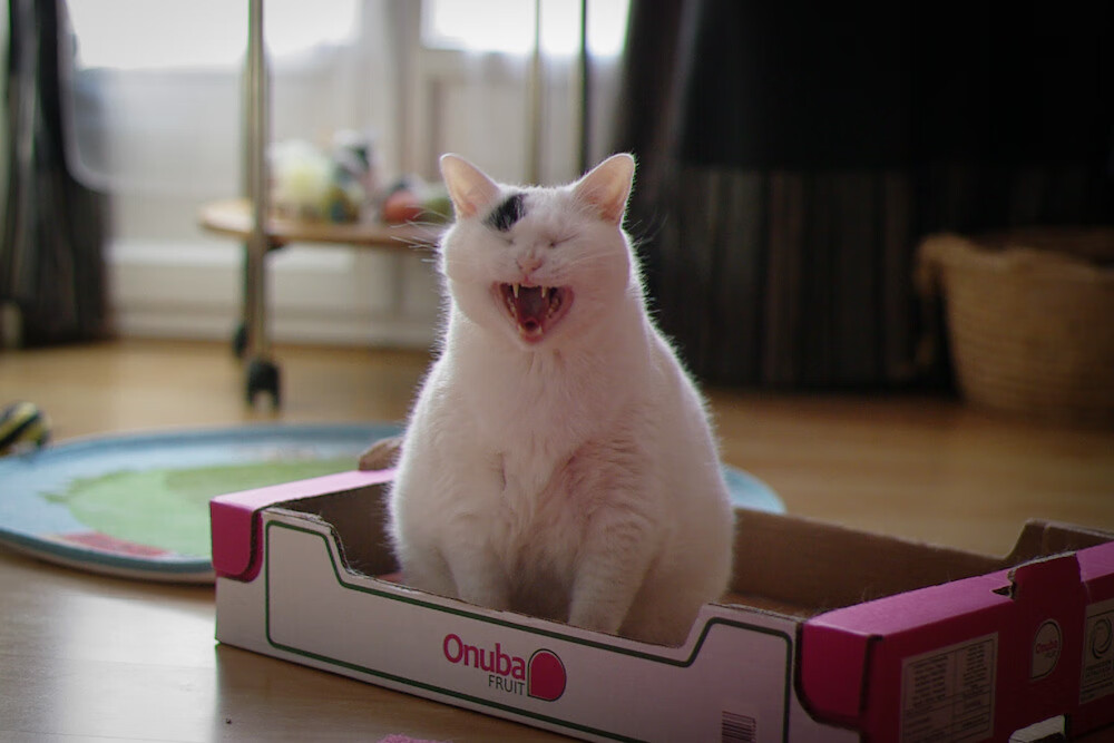 压制级天赋降临！文班亚马打爆卫冕冠军掘金，约基奇光环下他才是未来