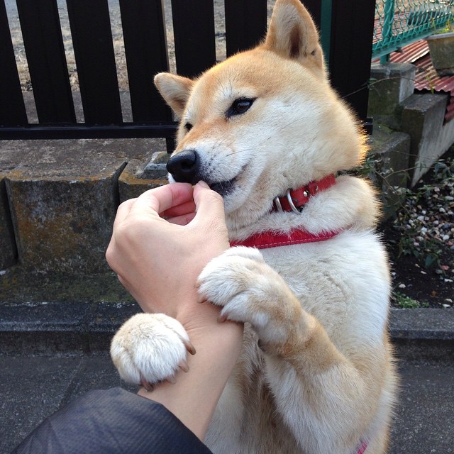 苏格兰对阵葡萄牙,厄德高硬仗之王的启示