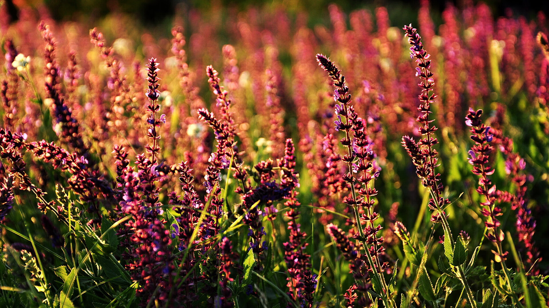 赛道竞速夜与篮球加时赛,北京时间5月18日夜,两种极致的体育心跳